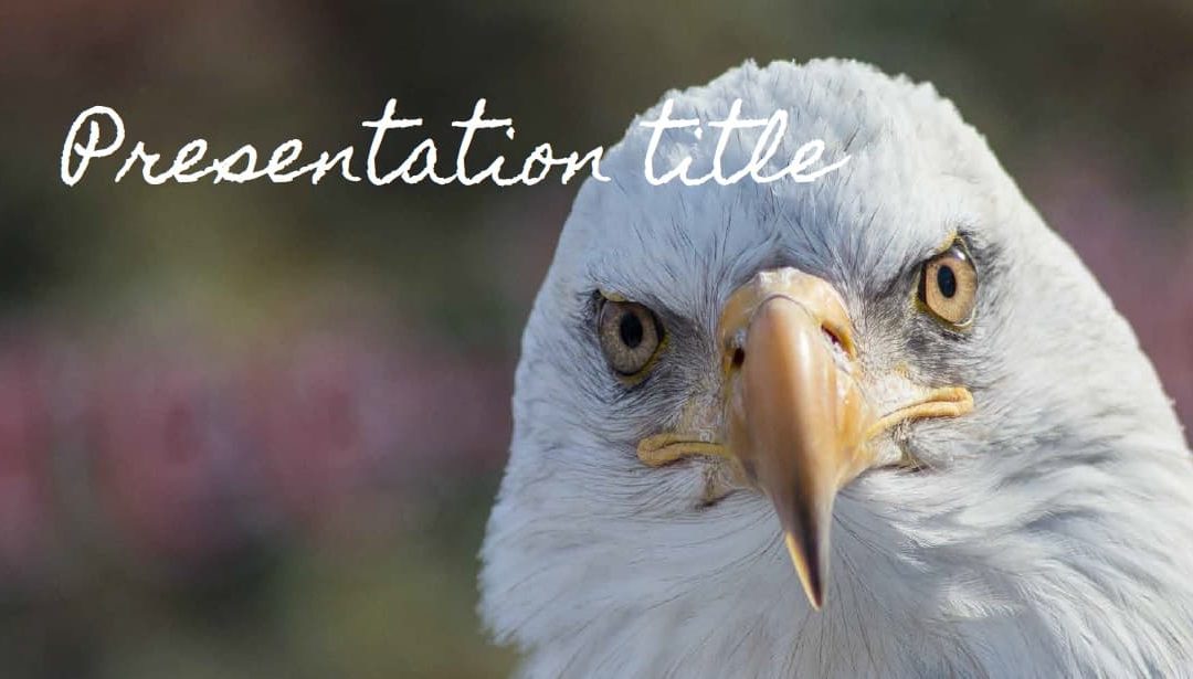 Birds. Free Power point template, Google Slides and Keynote theme
